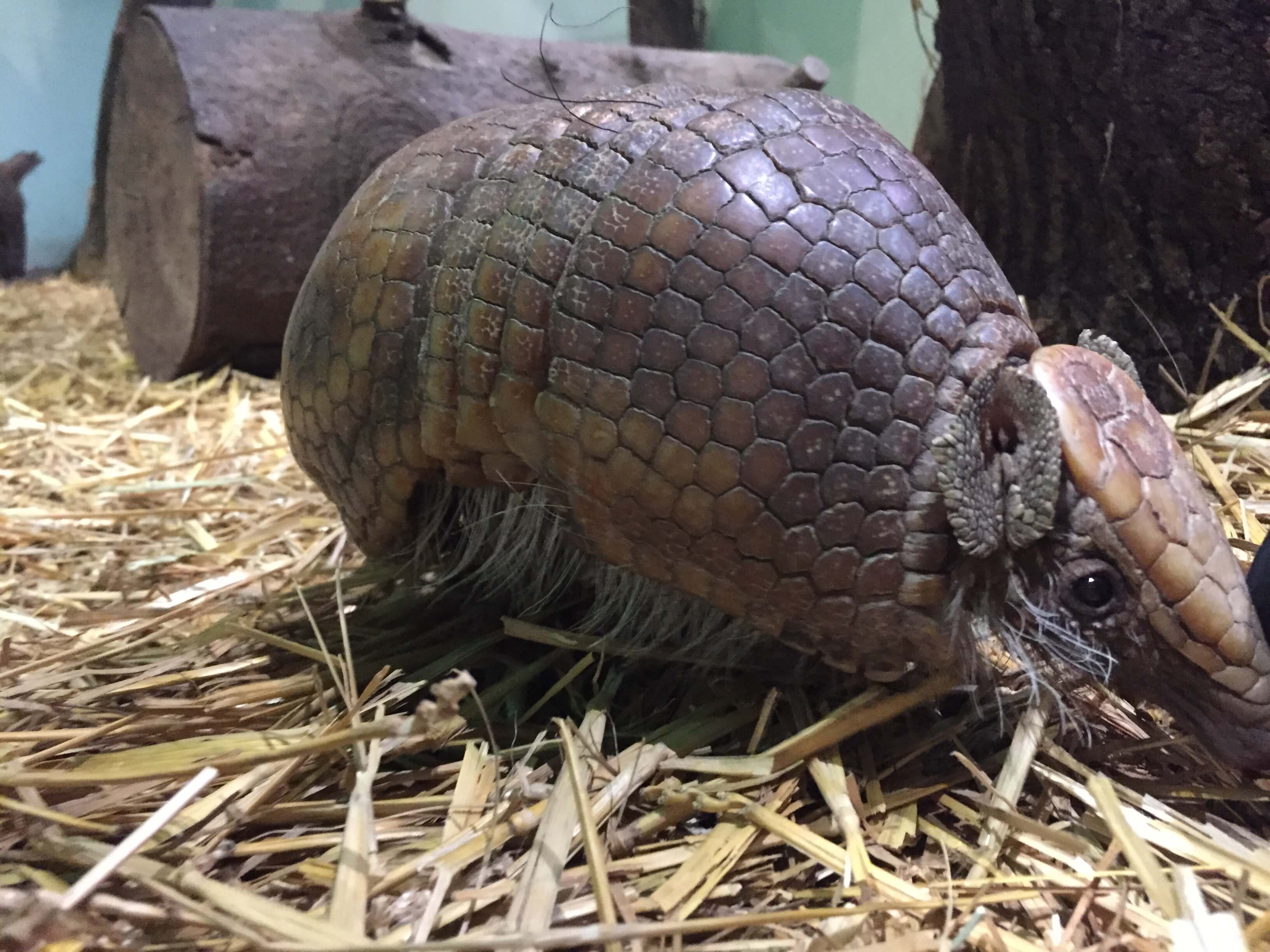 Baby Armadillo Hertfordshire Zoo