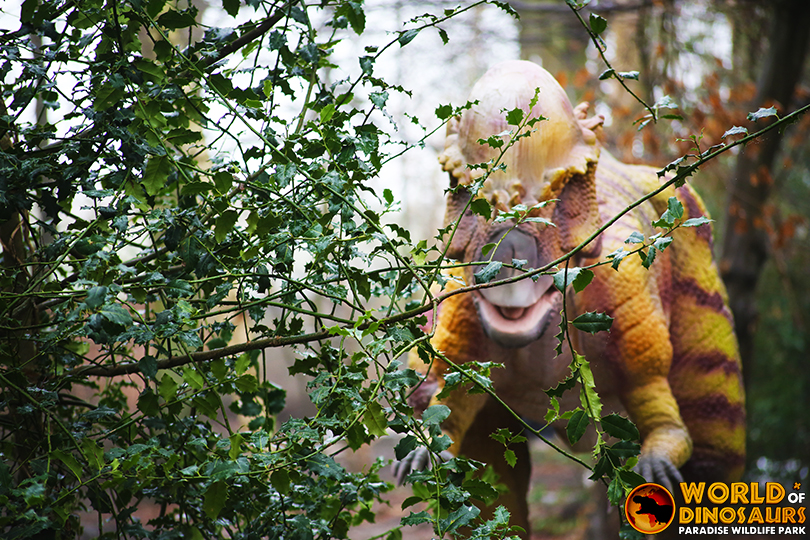 Pachycephalosaurus | Hertfordshire Zoo