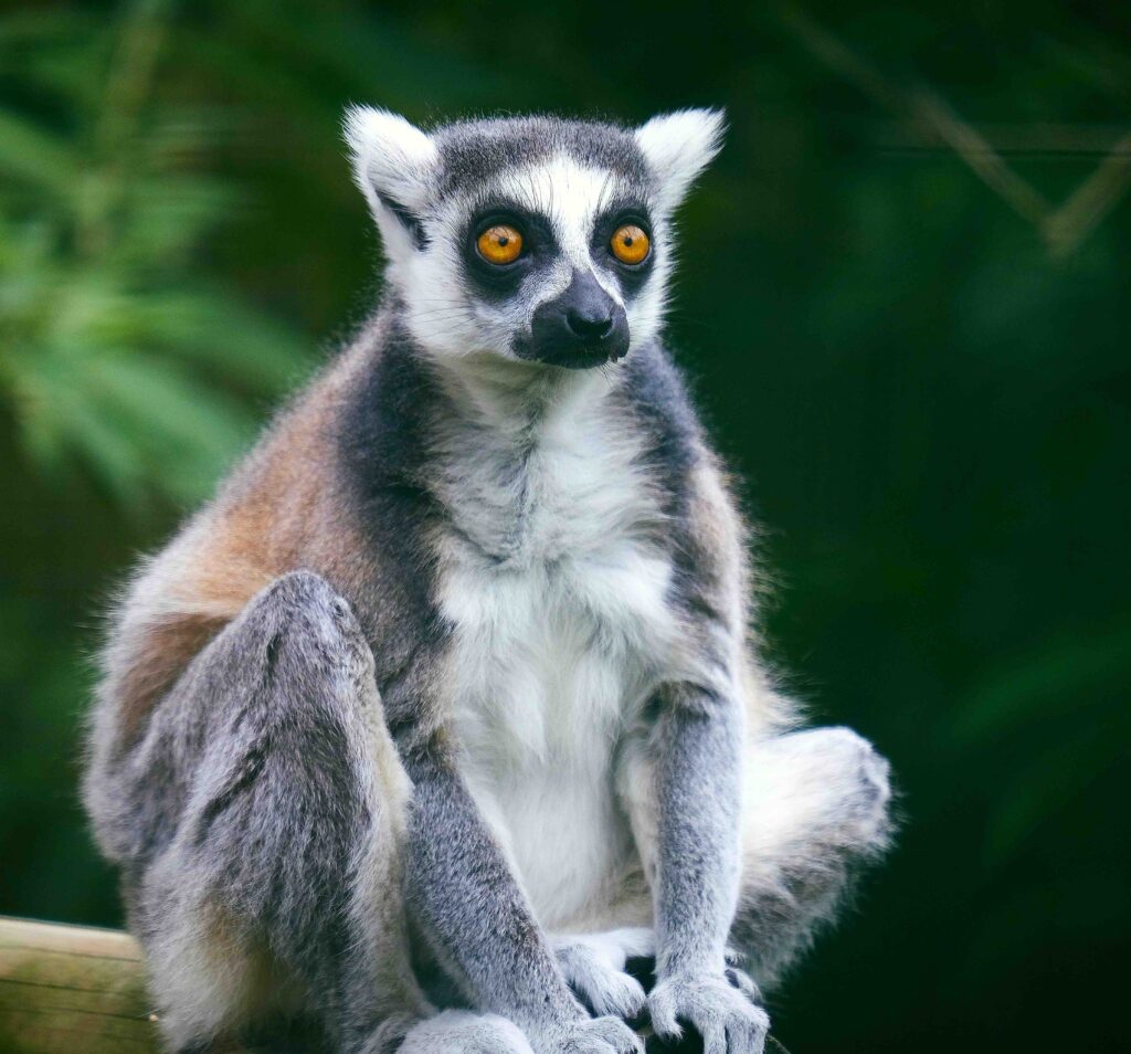 Lemur Feeding Experience UK Hertfordshire Zoo