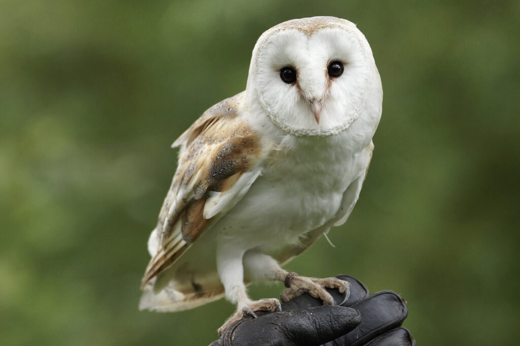 Barn Owl | Hertfordshire Zoo