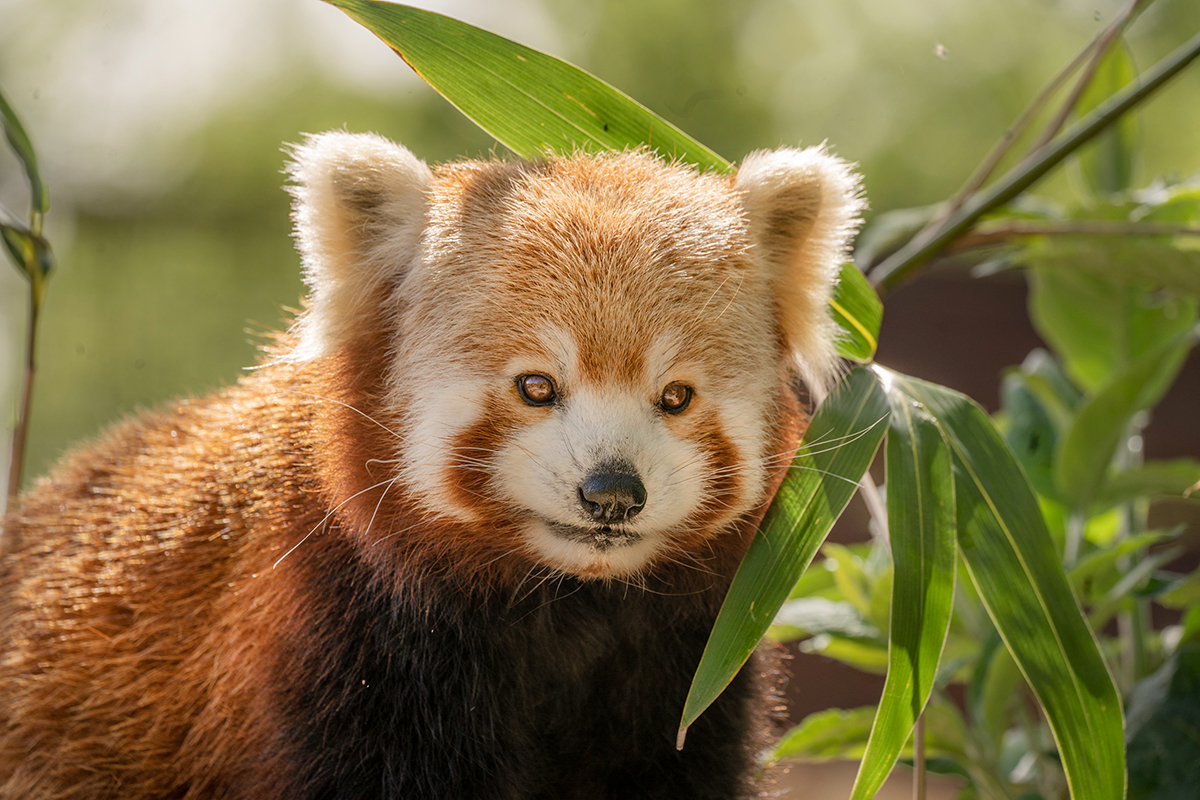 Everything you need to know about red pandas