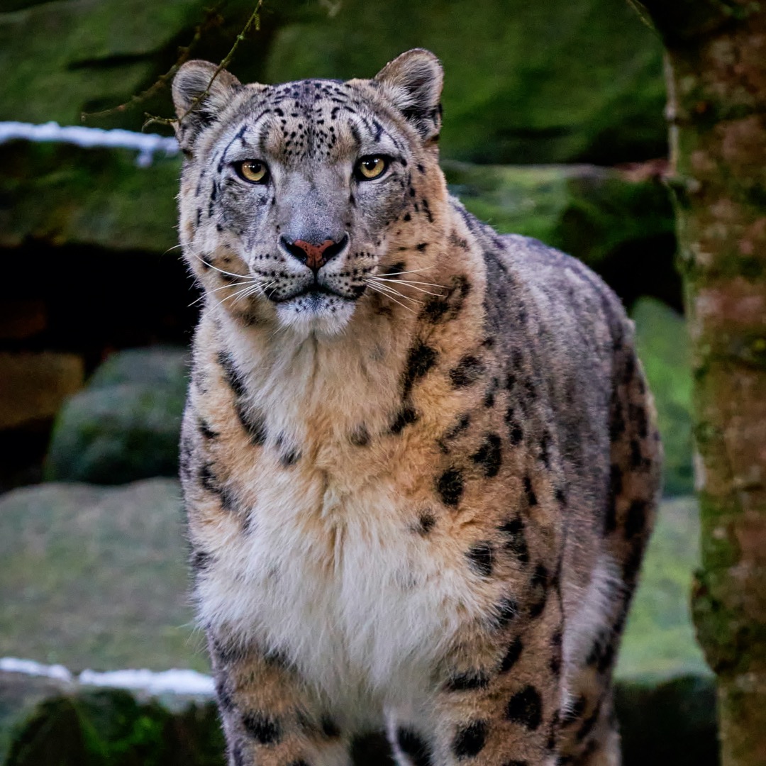 Snow Leopard – Toronto Zoo Wildlife Conservancy Adopt An Animal