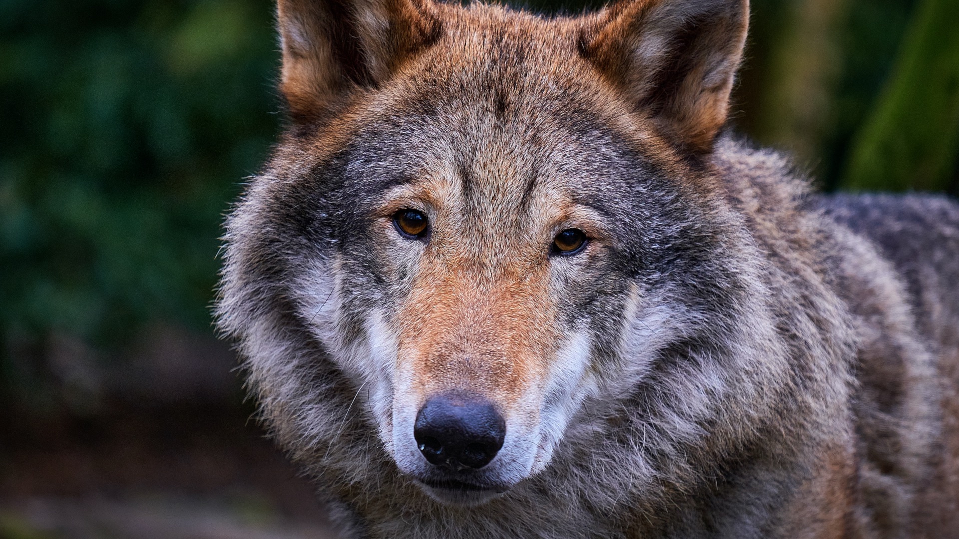 Happy birthday to Romulus and Inge! | Hertfordshire Zoo