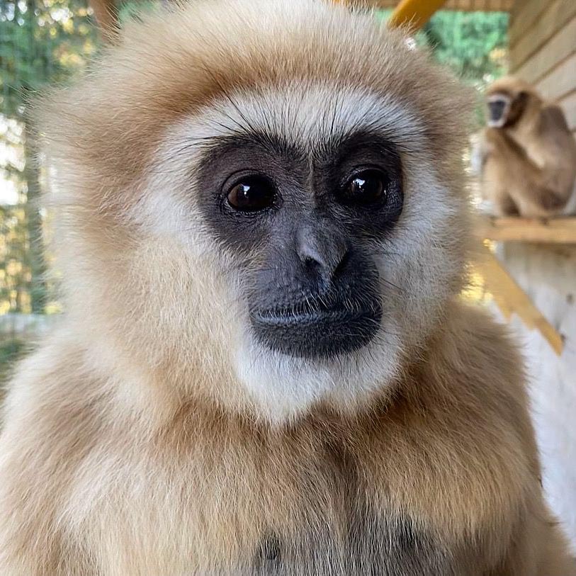 Farewell to our Lar Gibbons | Hertfordshire Zoo