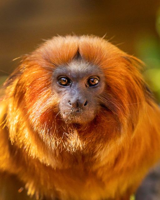 International Golden Lion Tamarin Day! | Hertfordshire Zoo