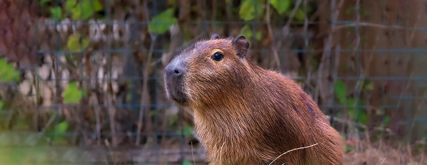 Capybara's have joined the family! Hertfordshire Zoo