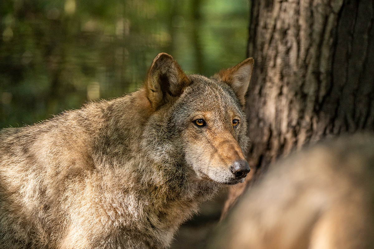 A Guide to Wolves (Everything You Need to Know!) | Paradise Wildlife Park