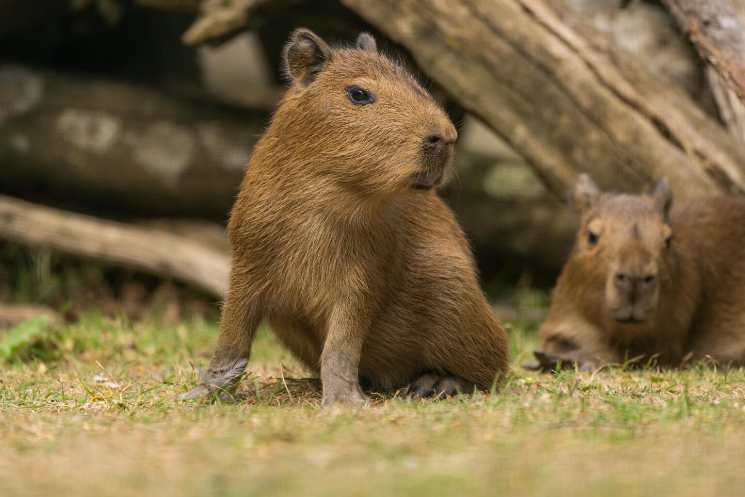 Three Capybara Pups Born! | Hertfordshire Zoo