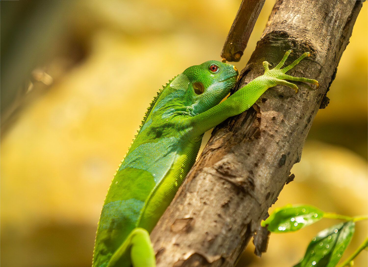 Lau Banded Iguana | Hertfordshire Zoo