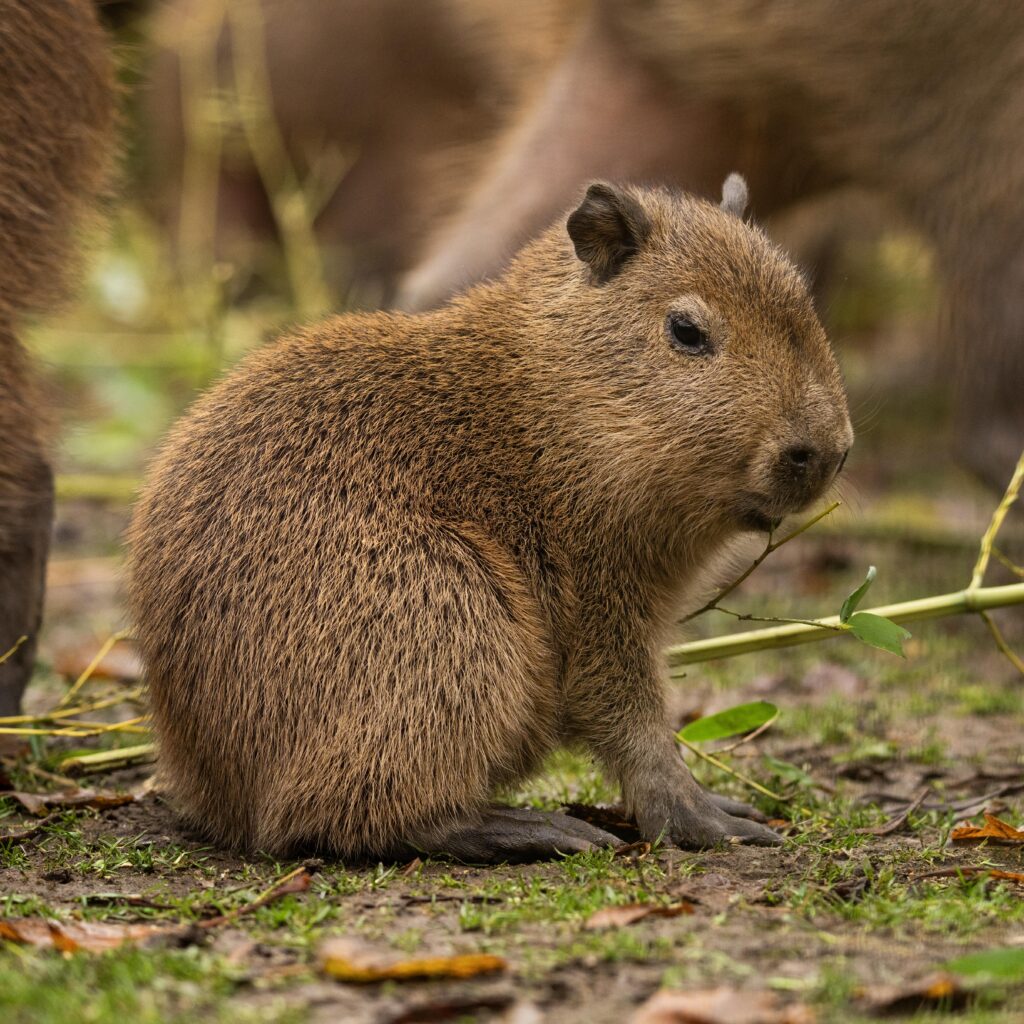 Two new capybara babies born | Hertfordshire Zoo