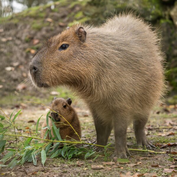 Two new capybara babies born | Hertfordshire Zoo