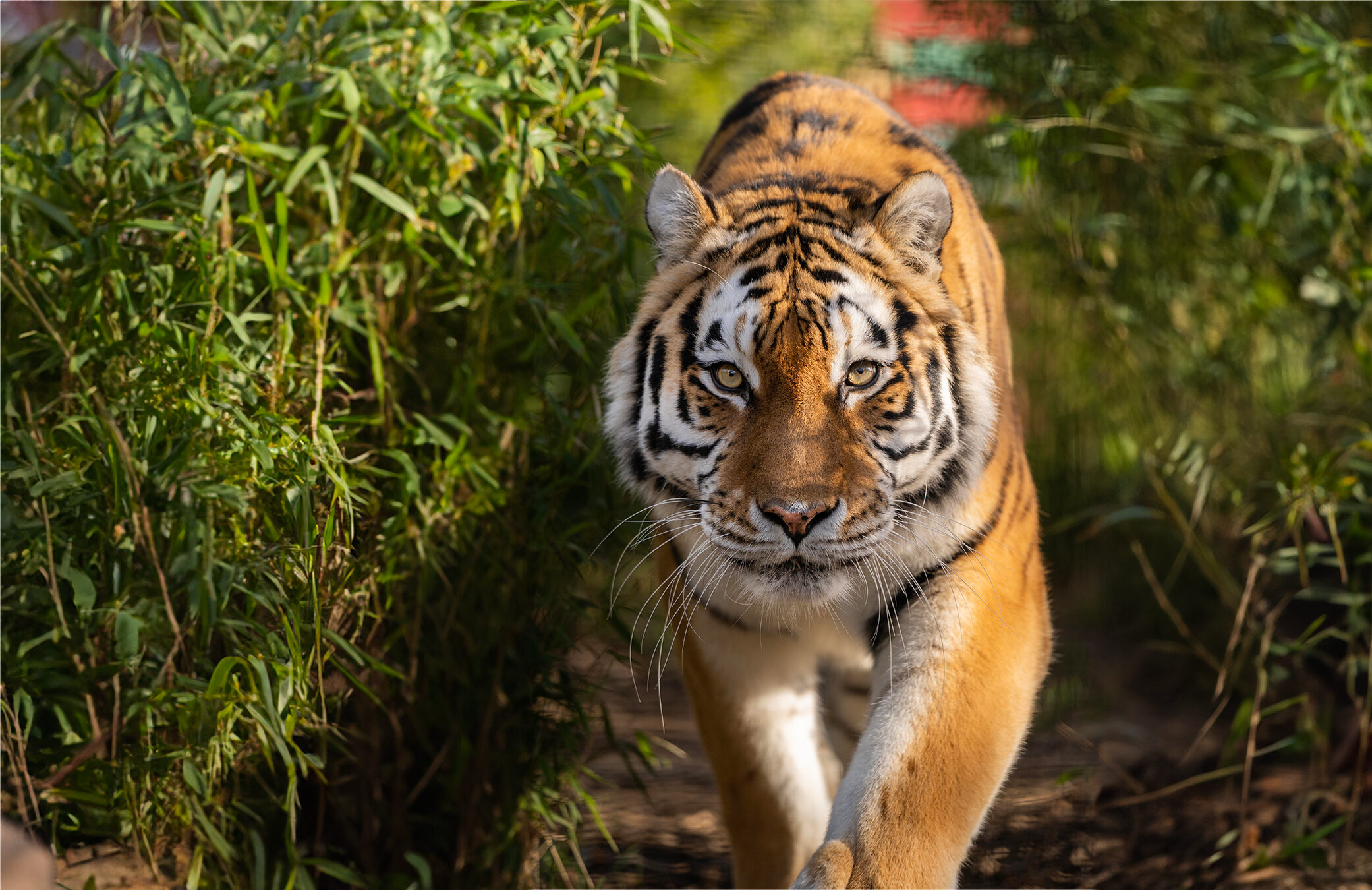 Learn more about the tigers at the zoo | Hertfordshire Zoo