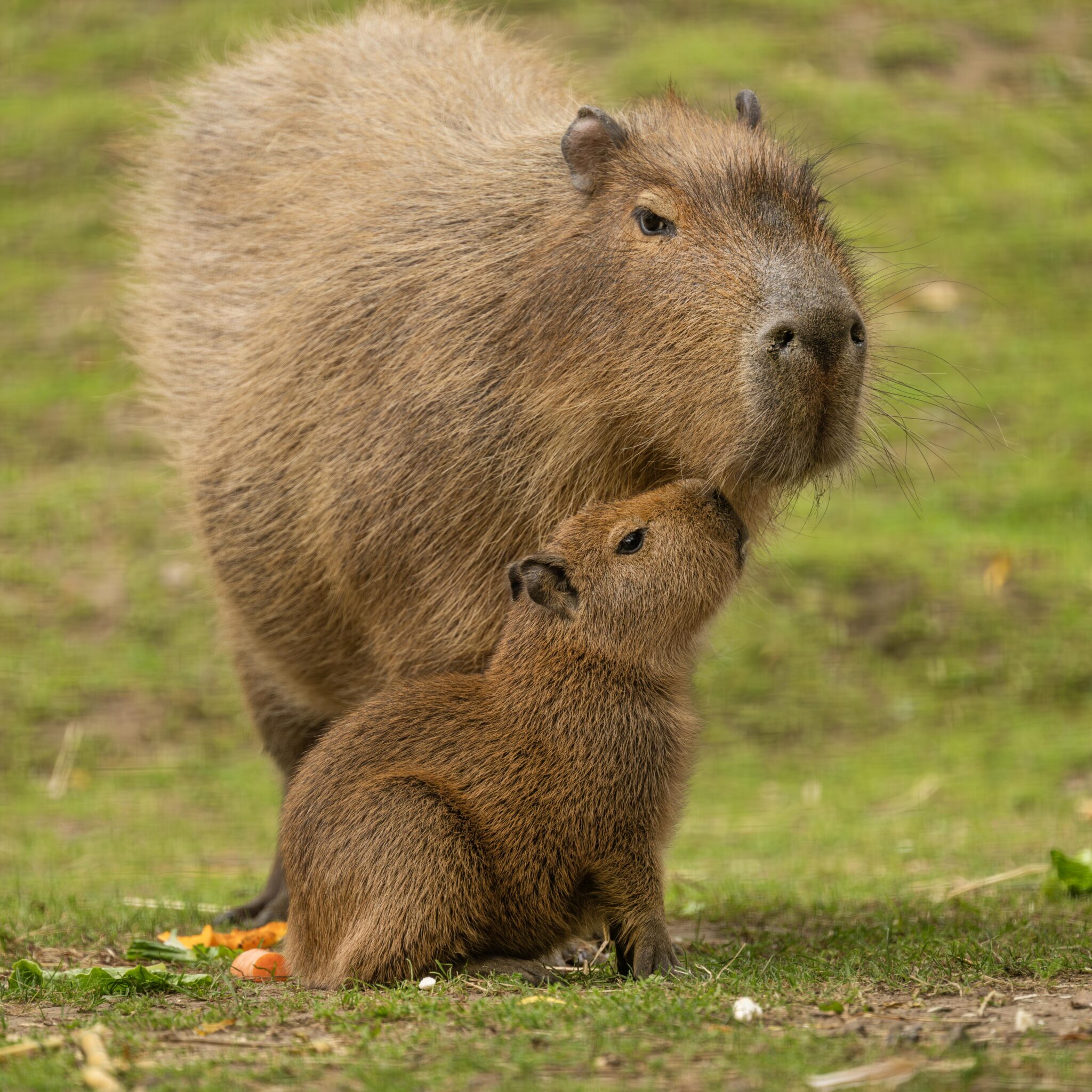 Hertfordshire Zoo Welcomes Baby Capybara! | Hertfordshire Zoo